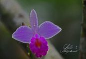 J Orchid1 WM